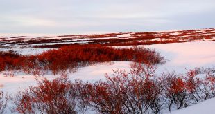 Tundra