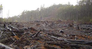 Green-brown deforestation