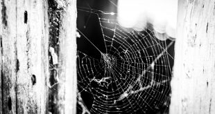 Brexit web